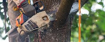 How Our Tree Care Process Works  in  Mangum, OK