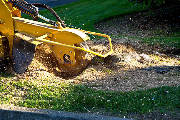 Tree and Shrub Care in Mangum, OK